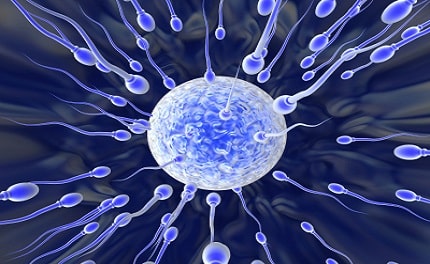 Fertilidad Masculina